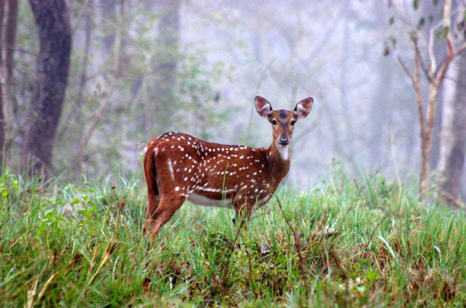 Mudumalai National Park and Wildlife Sanctuary, Tamil Nadu.