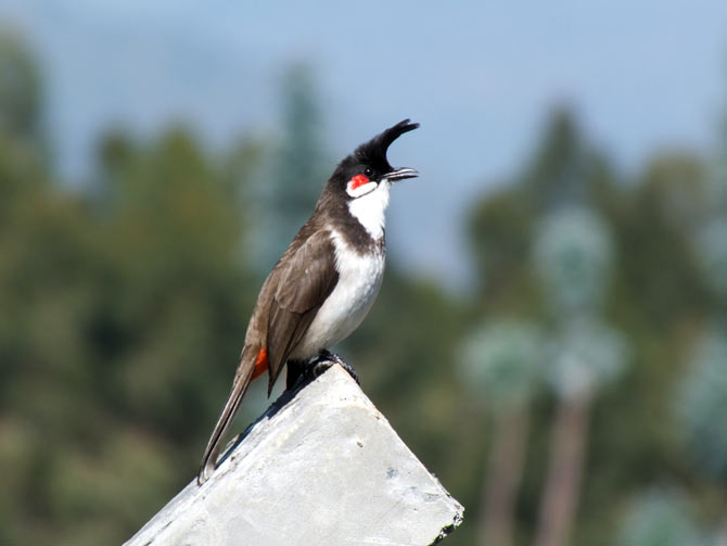 Red whiskered bulbul in Mudumalai Reserve Forest