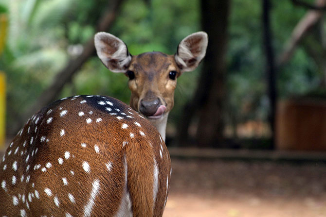 Deer at Guindy park, Chennai