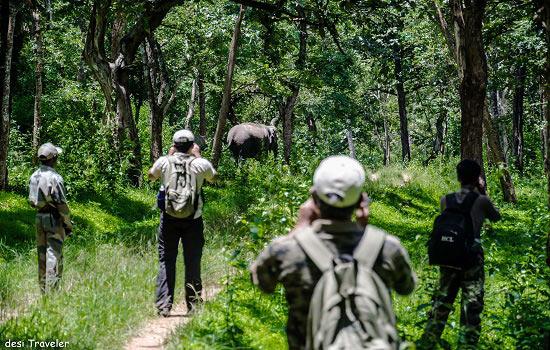 Jungle trails