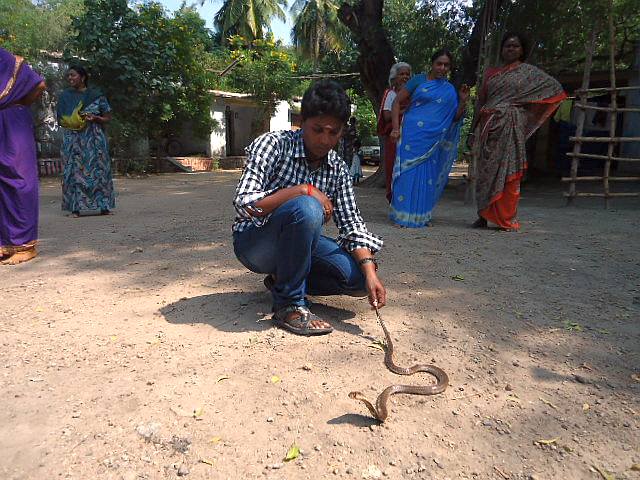 P Manimegalai, also known as Snake Mani catches a snake in a Madurai village