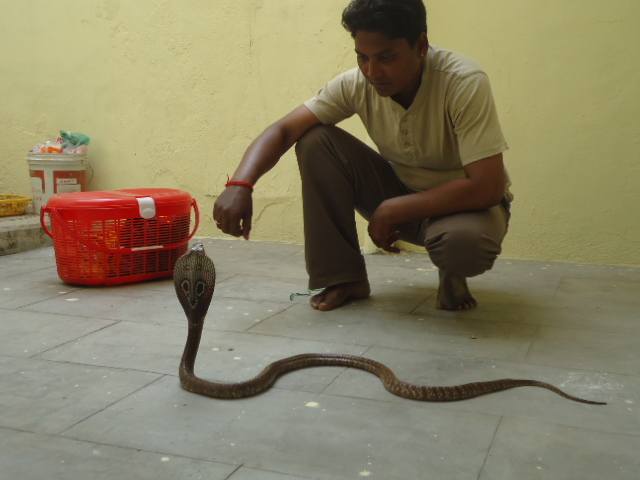 P Manimegalai catches a snake in a house in Madurai