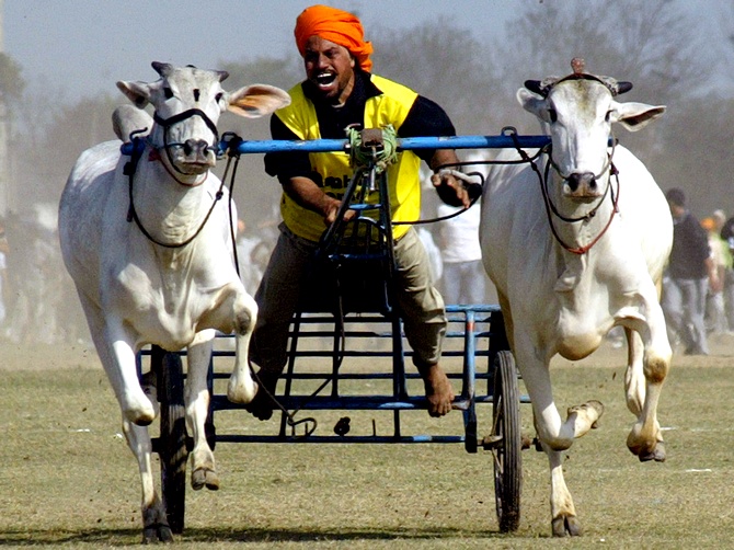 A villager competes in a bullock cart race during the Kila Raipur sports festival on the outskirts of Ludhiana in Punjab. The festival, also known as the 'Rural Olympics', is held annually in the northern city and the competition attracts athletes from all over India.