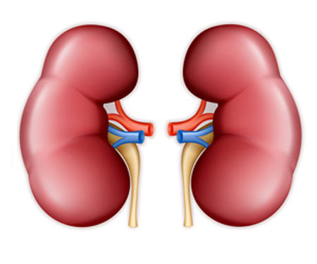 4. The creatinine level that indicates normal kidney function is...