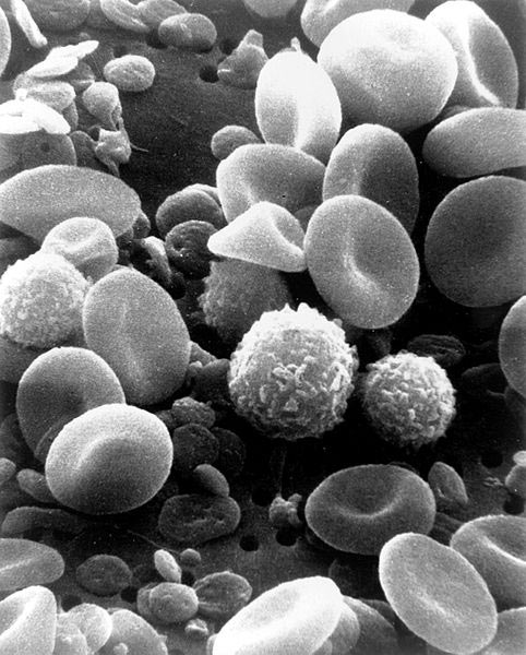 6. The normal white blood cell count is...