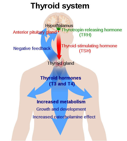 7. Your thyroid function is normal when..