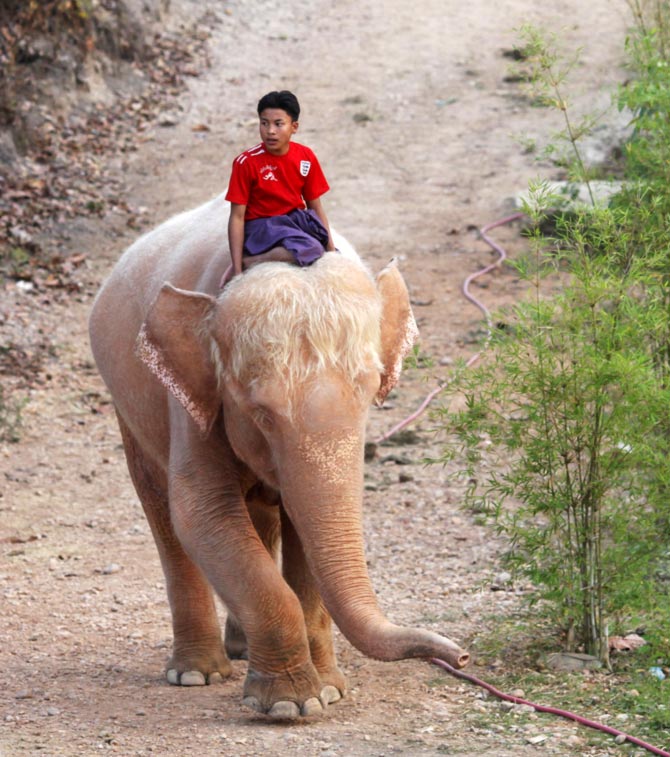 A man rides a white elephant at a camp near Uppatasanti Pagoda in Myanmar's new capital city Naypyitaw. What does the phrase 'white elephant' refer to?