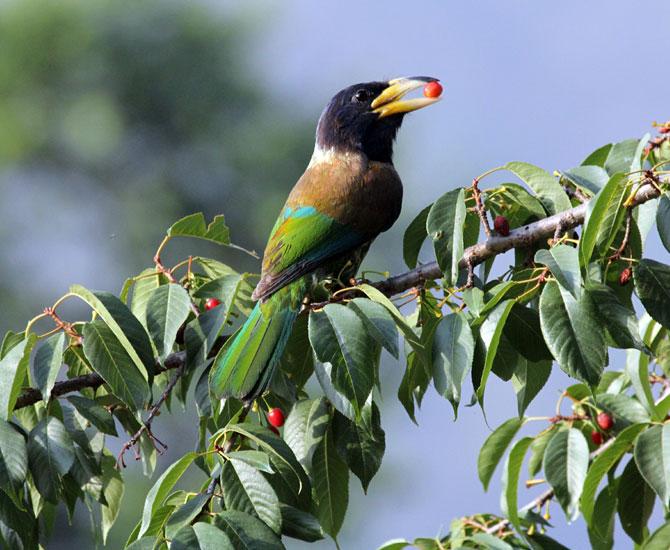 Binsar Wildlife Sanctuary