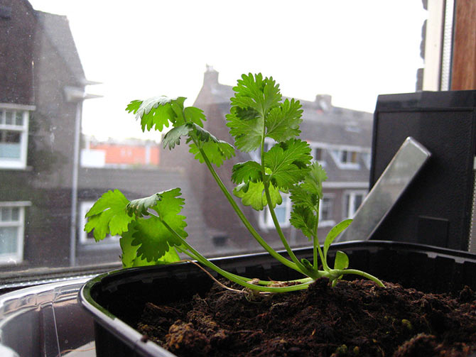 Coriander