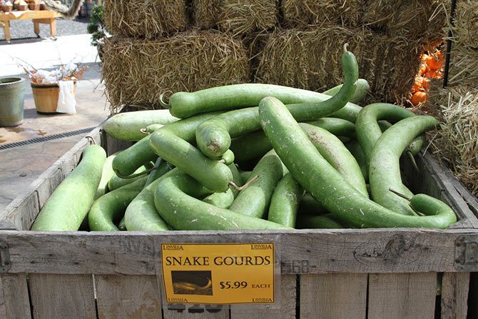 Snake gourd