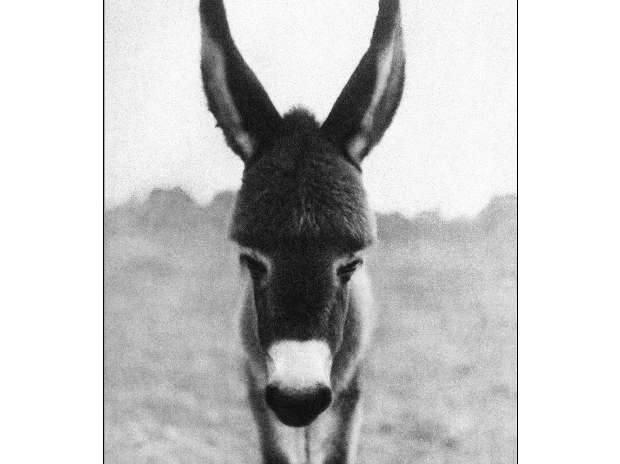 The first picture Raghu Rai ever took is of a baby donkey in a village in Haryana. It was published in The Times, London, on a half page