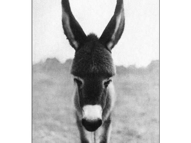The first picture Raghu Rai ever took is of a baby donkey in a village in Haryana. It was published in The Times, London, on a half page
