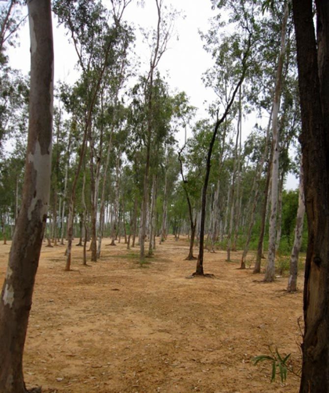 Sal trees at shantiniketan