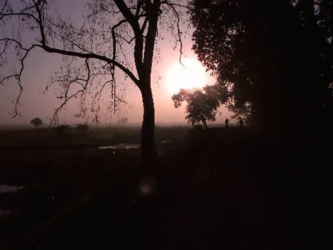 The trees paint a beautiful silhouette