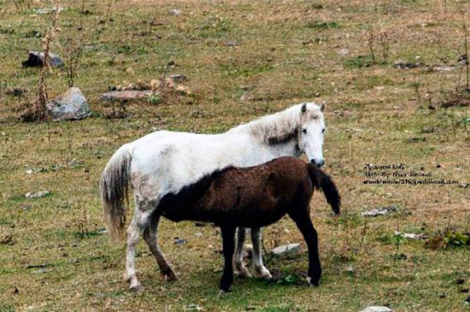  A wild mare with her young calf