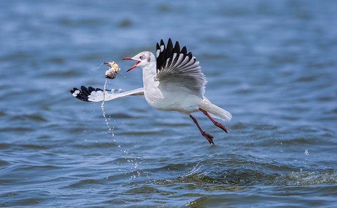 Gill and Gull