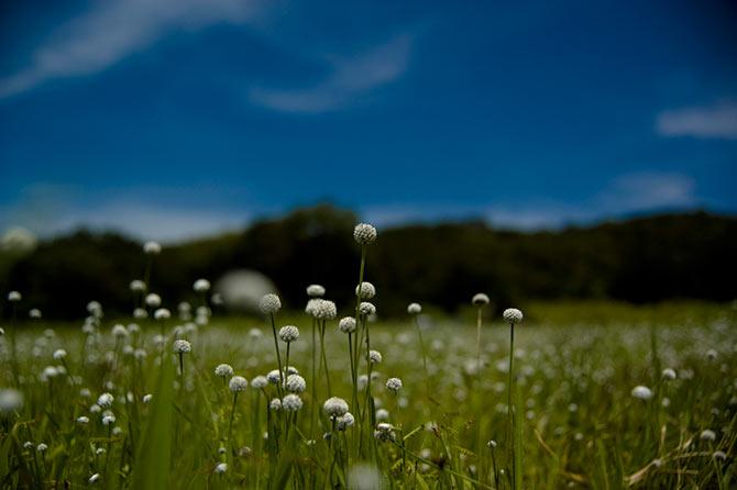 Kaas Plateau