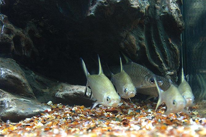 Taraporewala Aquarium