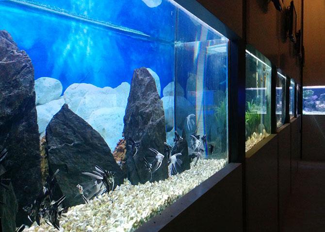 Taraporewala fashion aquarium