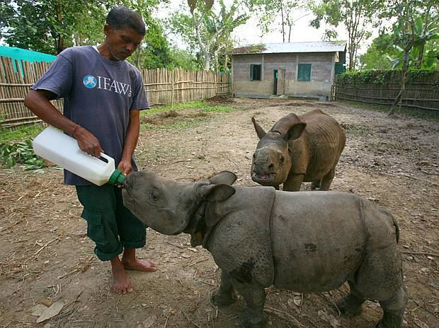 Newly rescued rhino calf from Burrapahaar
