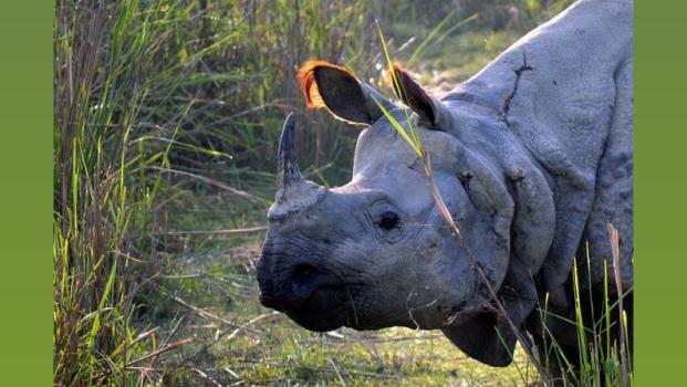 Pic: Saurabhgupta8/Wikimedia Commons