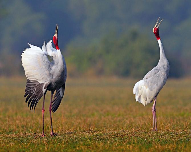 Sarus Crane