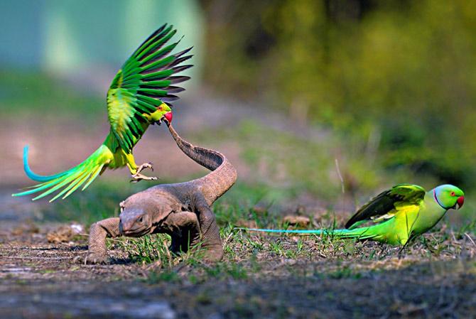 Ducks at Bharatpur bird sanctuary