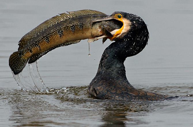 Great Cormorant Fishing