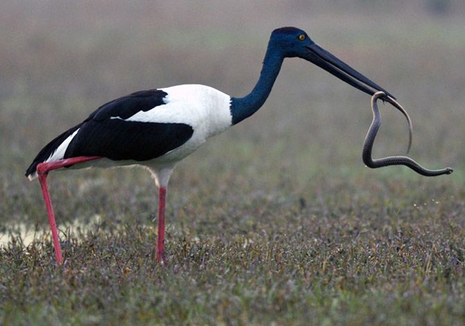 Stork attacking a snake