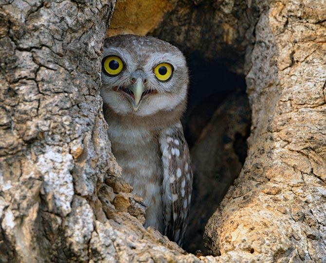 Spotted Owlet