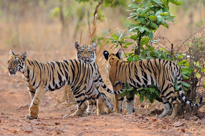 Tiger cubs