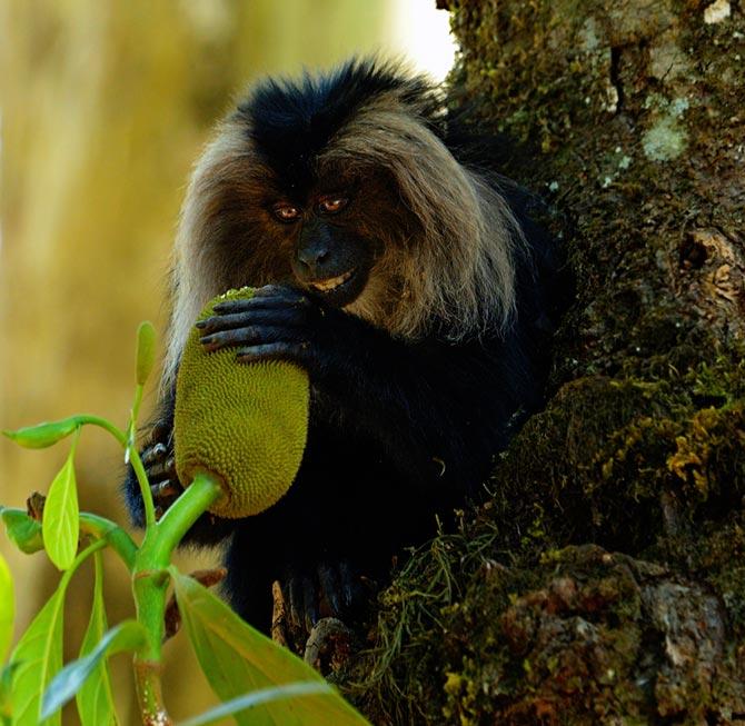 Lion tailed macaque