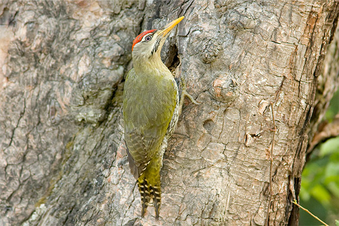 A scaly-bellied woodpecker at Mukteshwar, Uttarakhand
