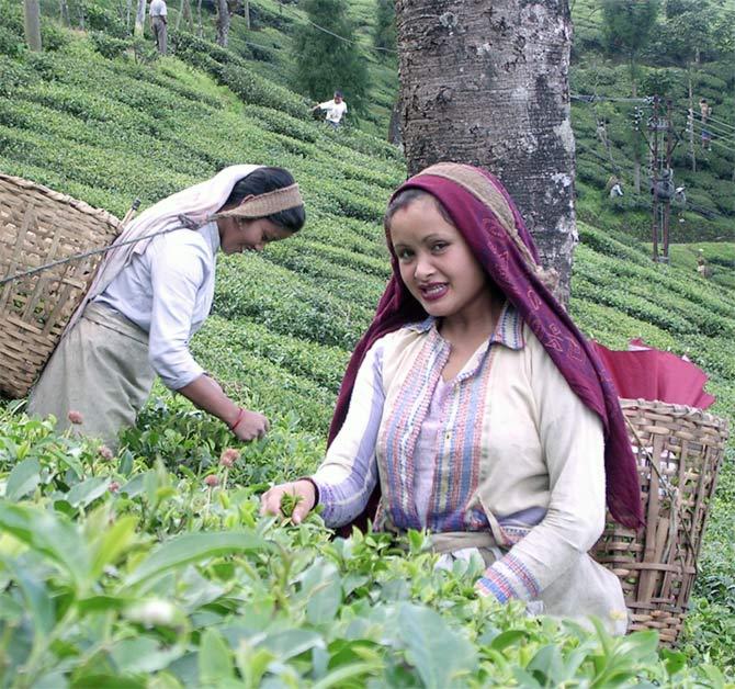 Darjeeling