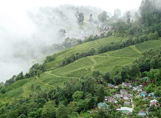 Tea estate