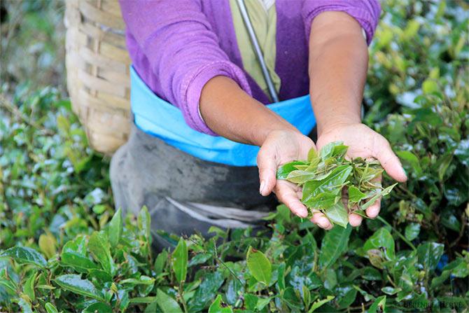 Tea estate worker