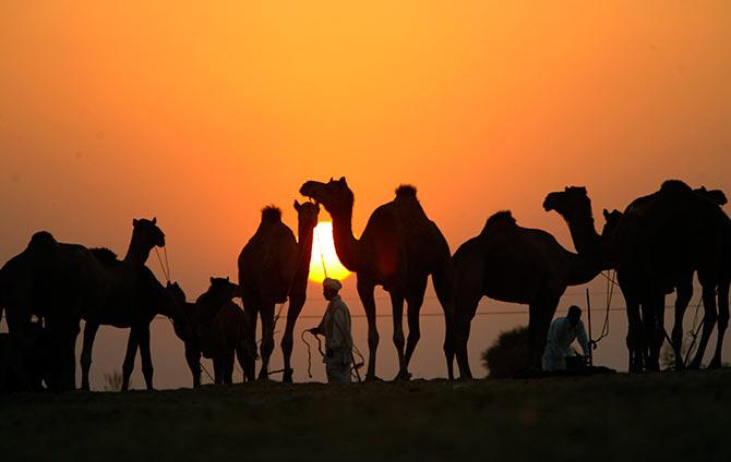 Pushkar Camel Fair