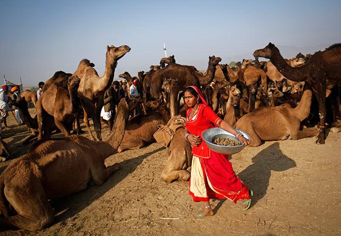 Pushkar Camel Fair