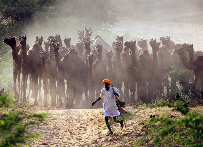 Pushkar Camel Fair