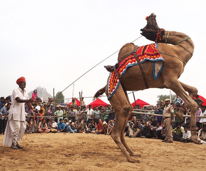 Pushkar Camel Fair