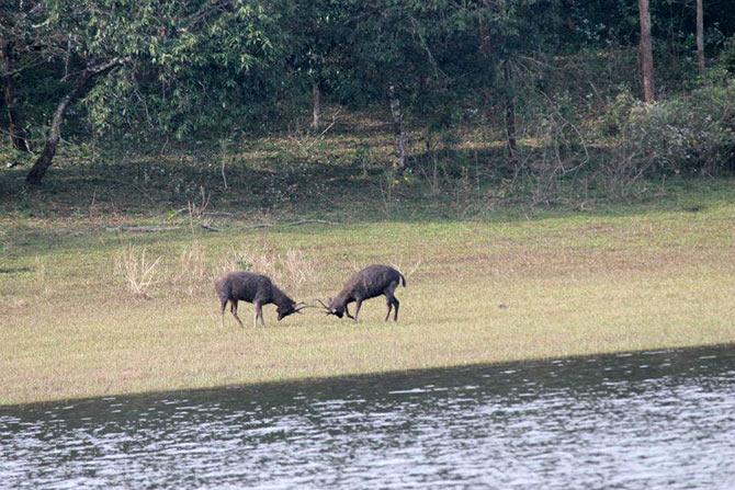 A duel between two sambars. (Pic credit: Suchismita Bannerji)