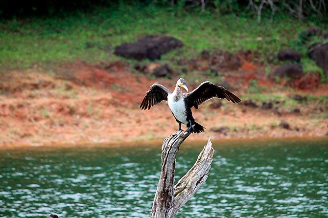 Thekkady Kerala