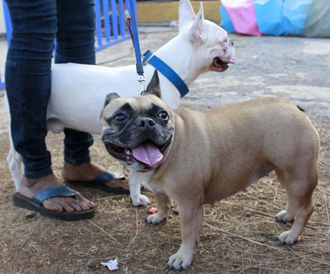 Dog Carnival