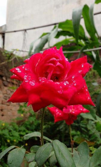 monsoon pics 