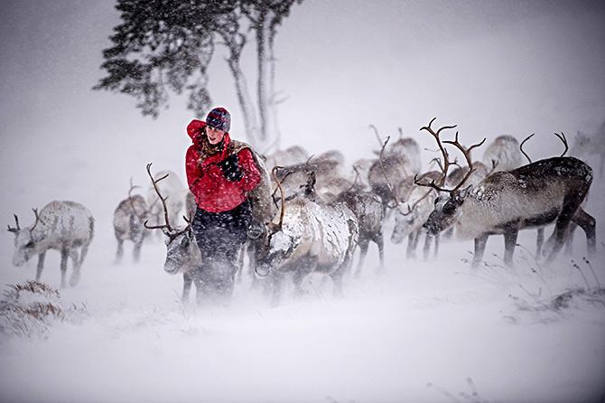 Reindeer in Scotland