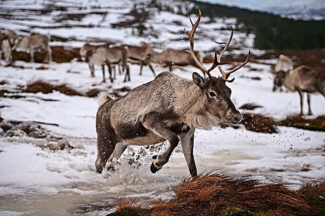 Reindeer in Scotland