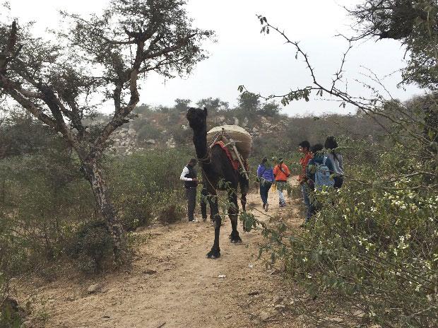 Camel carrying Badarpur sand