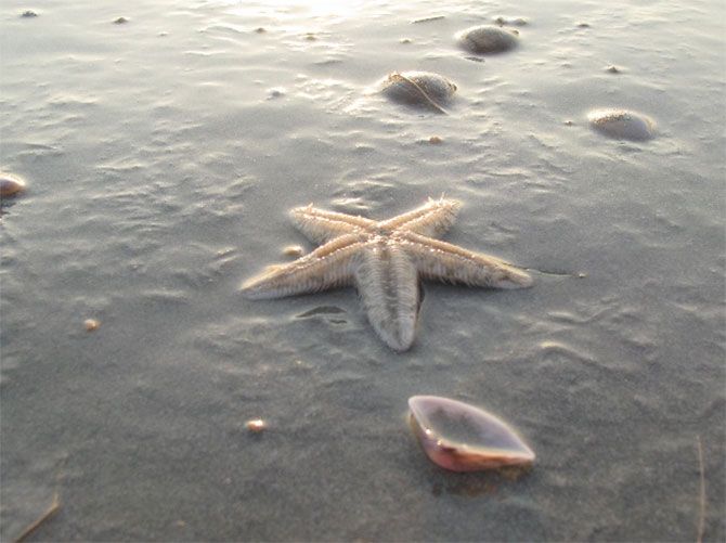 Starfish on Benaulim beach