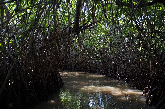 Pichavaram Mangrove Forest