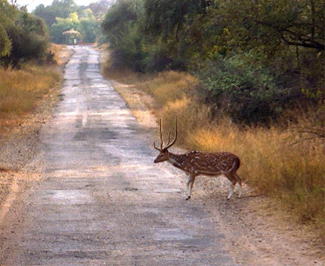 Sariska Tiger Reserve